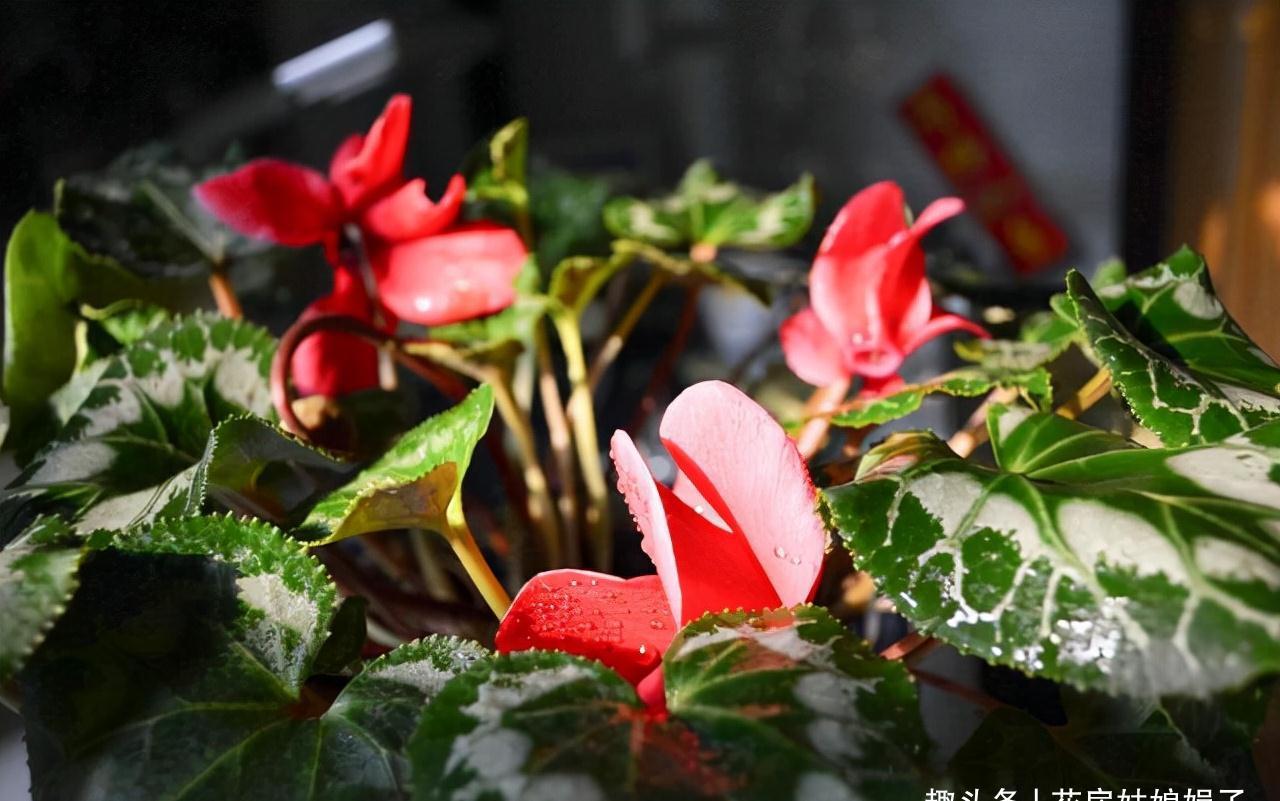 室内养殖这些花卉时，浇水时不要浇湿叶片，可能会造成烂叶的现象