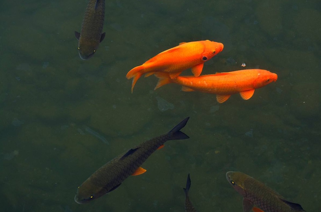 y染色体|?生男生女看谁,梦鲤鱼生女孩,梦蛇生男孩,有科学依据吗?