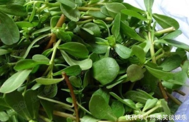 马齿苋|救命的马齿苋，大多人都知道吃不知道作用，今天一次性告诉你！