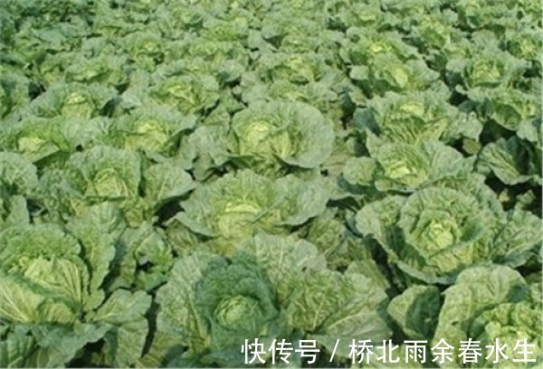 这几种菜的生长离不开农药，吃的时候要注意！