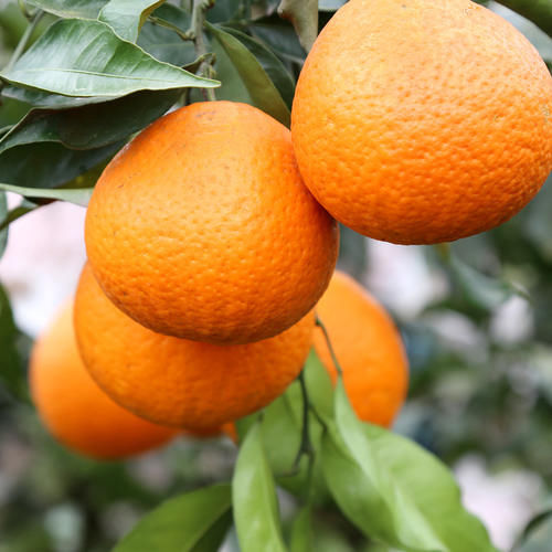 求求四川人，不要给食物取那么可爱的名字！