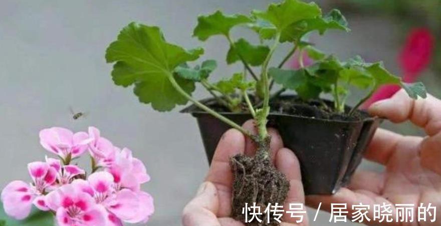 长势|9月扦插5种花，15天呼呼长新根新芽，入冬开出层叠群花