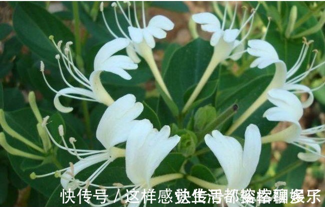 景天三七|以下几种野菜,能降血压血脂,消除咽喉发炎,超乎想象