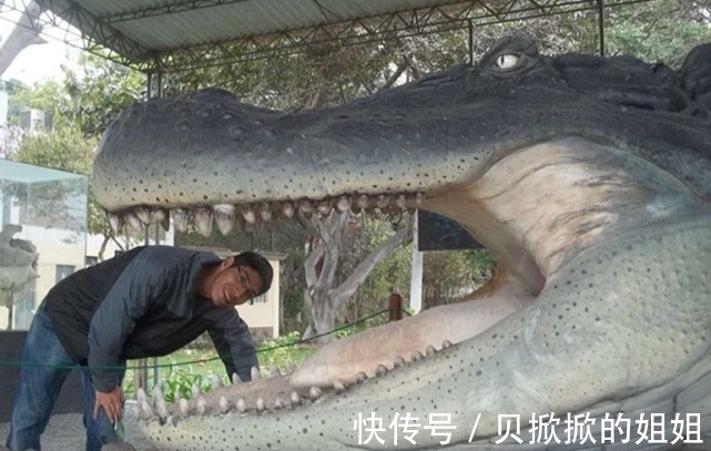 天敌$西游记的载人巨龟真实存在?子弹打不穿乌龟壳,全球只有一种天敌