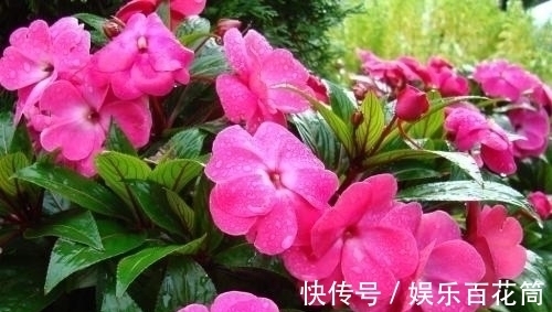 俗称“指甲花”，能染指甲能防蛇，却是“蛇蝎美人”，栽种要小心