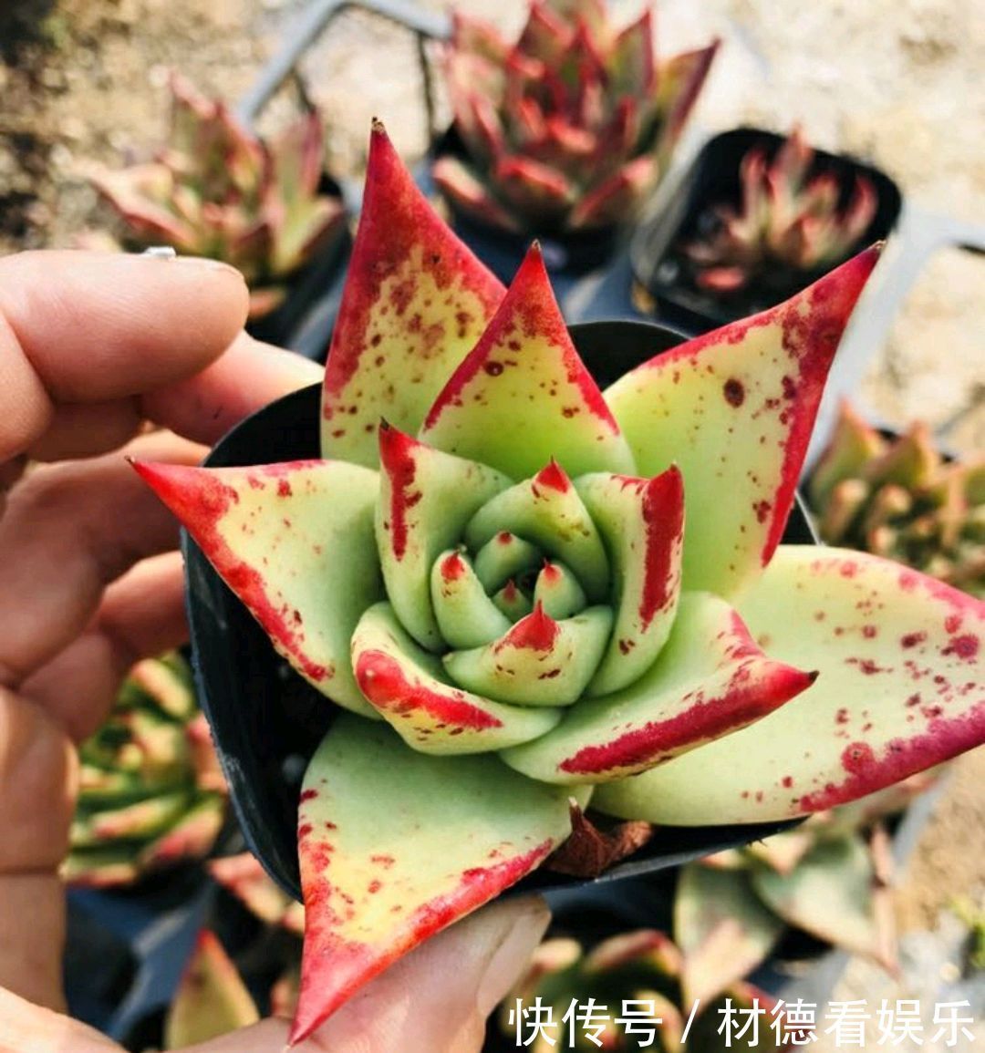 扦插|多肉徒长散乱不美观怎么办只需一个神操作,一盆变两盆还更美观