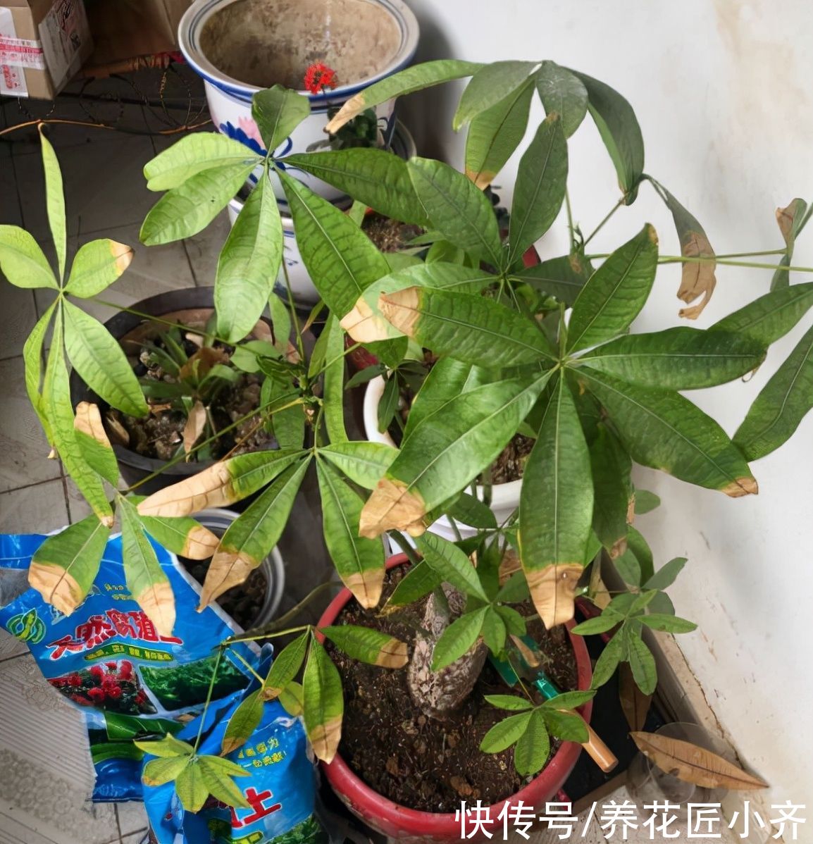 硫酸亚铁|养发财树有“4大忌”，轻则会黄叶，重则会烂根