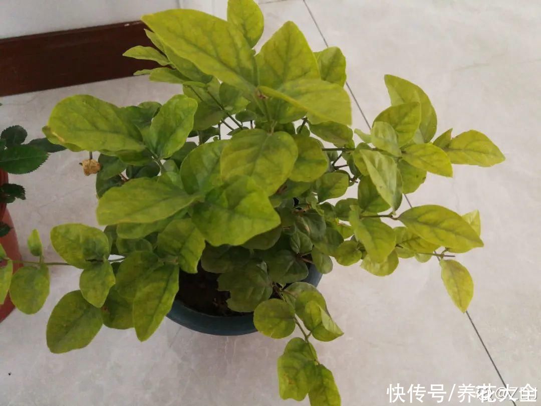 月季|养花“黑名单”实在太难养，心累