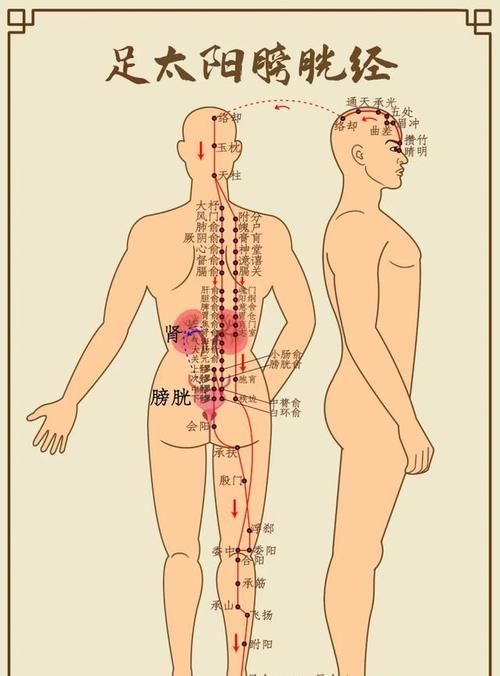肝经|这个地方通了,大腿、肚子和背竟然都瘦了,脾胃也好了,不信试试