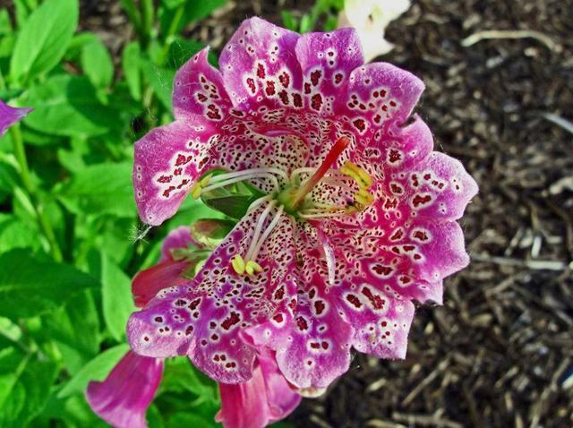 喜欢养护花卉，就选择花期长，花色艳，美丽漂亮能爆盆的5种花卉