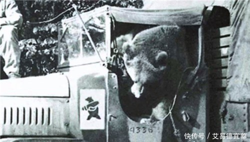 镇定自若|二战唯一一只战斗熊,镇定自若扛起几百斤炮弹,还有军衔和工资卡