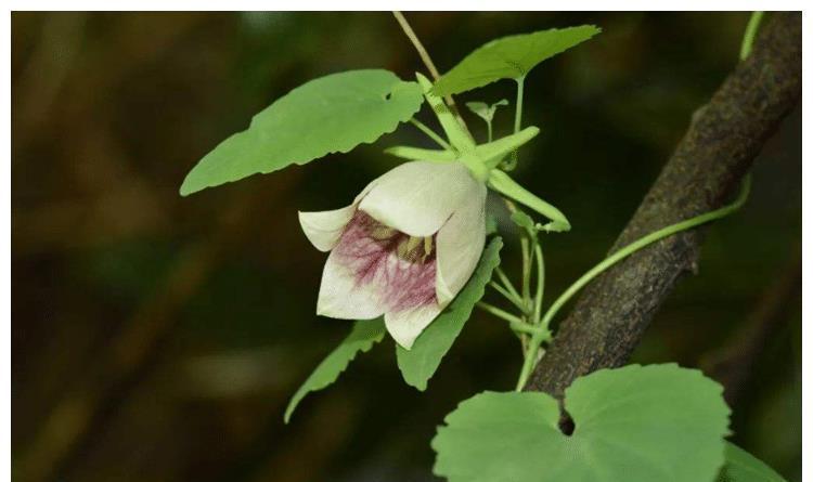 树林下一种金钱豹花,名字强势,体积娇小,殊不知,是种名贵草药