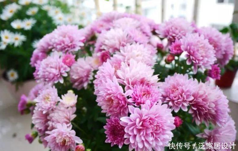 花朵|夏季养夏菊,打理简单,植株抗晒喜旱,天热花开不断