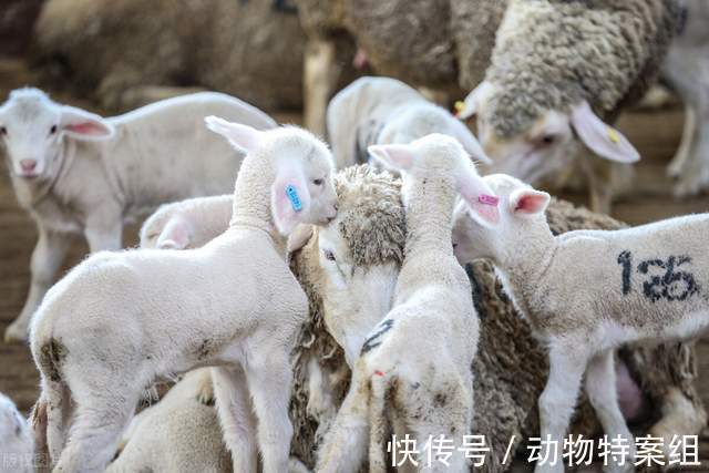 睾丸炎|一男孩喝羊奶,喝出了事情,医生说:未来可能会面临不育的风险