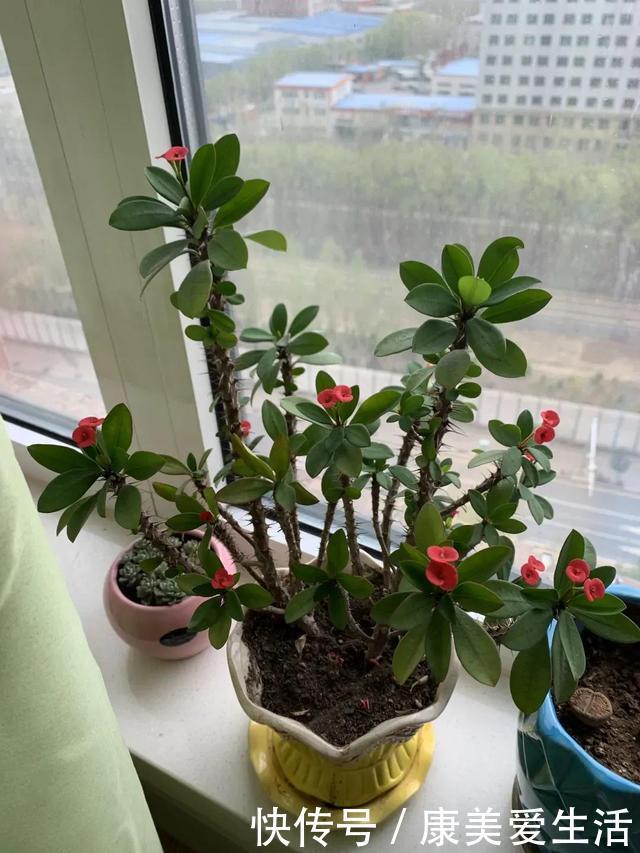 虎刺梅不开花,重点做好3件事,四季开花,爆花容易