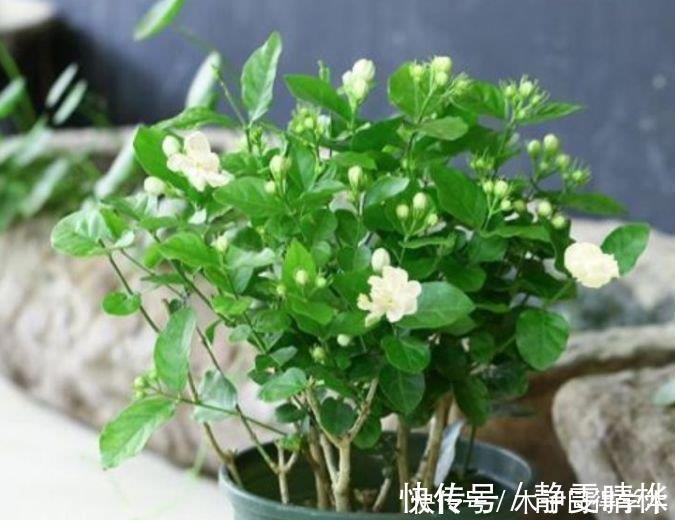 长春花|4种花养家里，1盆顶“5盆”，给点水就疯长，越开越美！