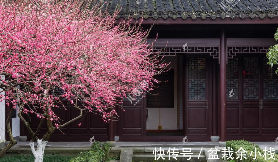 茶花|有钱人家的院子,爱养这4种花,高档有品味,富贵又典雅