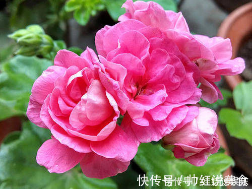 1种花,开花漂亮,花期长花量大,连叶子都有香味,值得拥有