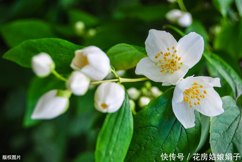 养分|夏天想让茉莉花开花多,做好“晒、追、剪”,开的花又白又香