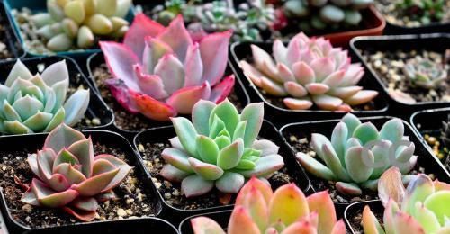 家里养多肉，掌握几个要点，肉嘟嘟真好看，新手也能养爆盆