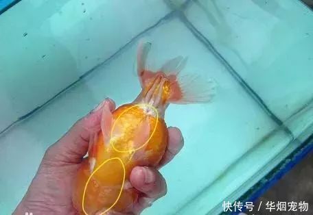 鱼病救治 金鱼体表充血严重程度的判断与治疗 快资讯 鱼病救治 金鱼体表充血严重程度的判断与治疗 快资讯