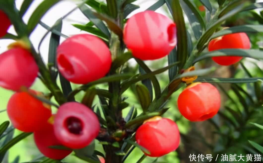 葡萄|女性不愿老太快,可以多吃三种食物,排毒养颜,滋润身体!