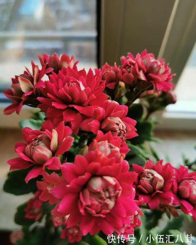 叶片|4种“四季花”,好养又漂亮,一年至少能开300天,值得拥有