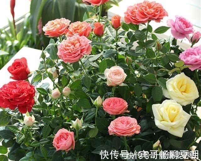 永不过时的四种花，家里养一盆，沾土就活，开花漂亮花期长！