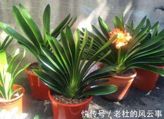 君子兰还不开花现在“虐一虐”,春节“乖乖”开花,吉祥又喜庆