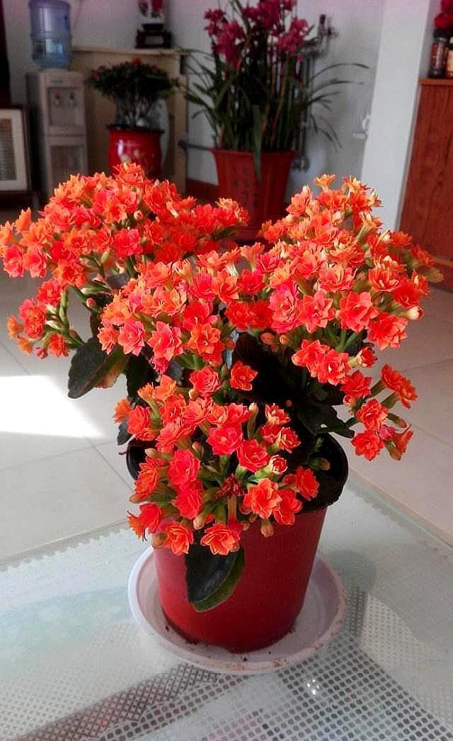 长寿花开完花，四点要做好，叶子肥厚状态好，二次开花“马上来”