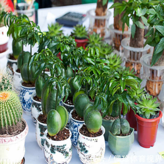 分享9种有格调的“旺财花”,除了好看,还吉祥,寓意财源滚滚