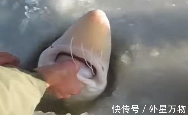 冰面|奇闻：男子冰面上凿了一个洞，从里面拉出来的东西够买辆兰博基尼