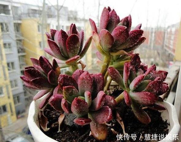 家养多肉,就养这“3种”,叶片肥、颜色艳,养成老桩,价值翻番