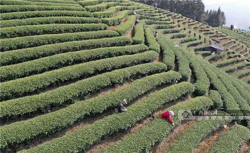 柳州三江：春暖茶飘香，茶农采茶忙(组图)
