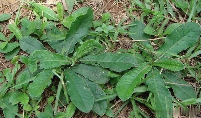 野生|它是野生“地胆草”,田间地头随处见,看似不起眼,却是珍贵药材