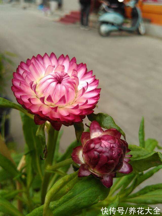 现在花市可热闹，5块钱一盆的年宵花，不买你就吃亏了