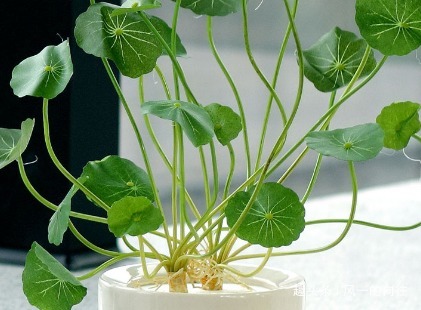 新手不会养花没关系,养养这3种,容易上手易爆盆