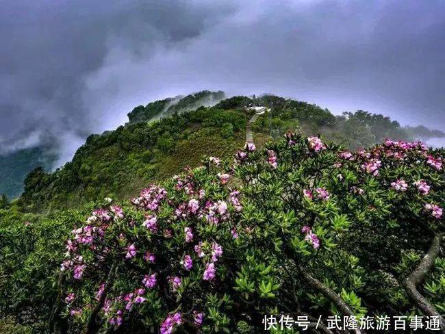 邂逅武隆的浪漫情怀 只在5月漫山杜鹃花下