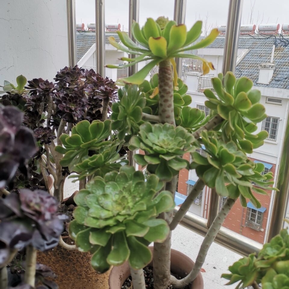 皮实的4种多肉,一年变成老桩,新手、老手都喜欢