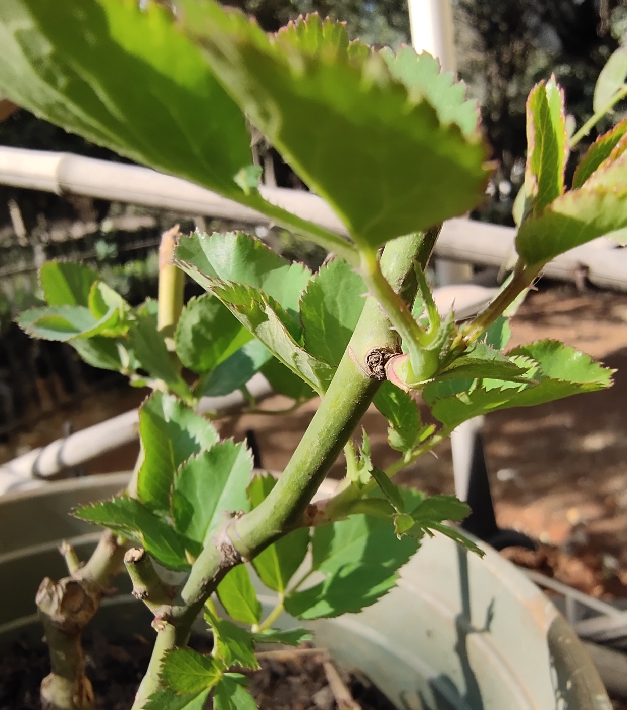 早春养月季,把握好3个词,生长开花不用愁