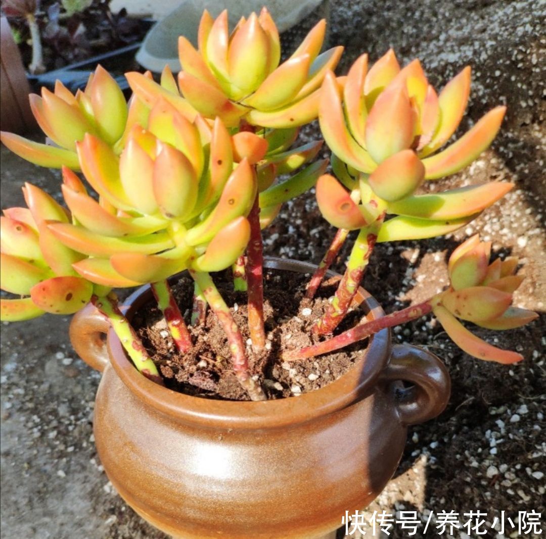 能耐寒的6种多肉，放外面“冻一冻”，色泽更鲜艳