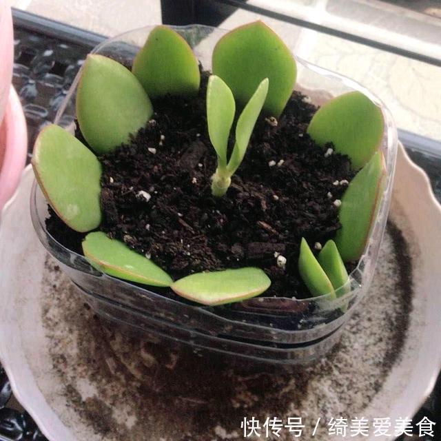 这5种花叶子落地便生根，趁现在抓紧繁殖，一个月长成小盆栽