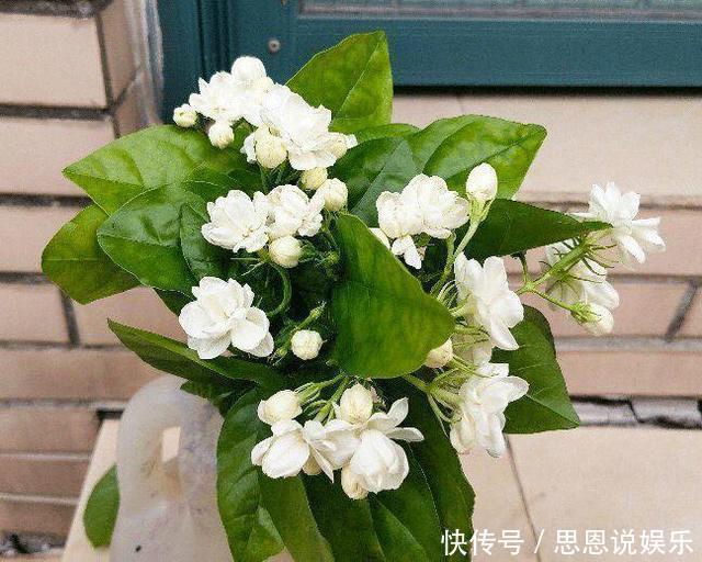 甲硝唑|天热了,1壶水2片药,制成“药水”浇花,盆栽叶子绿、开花多