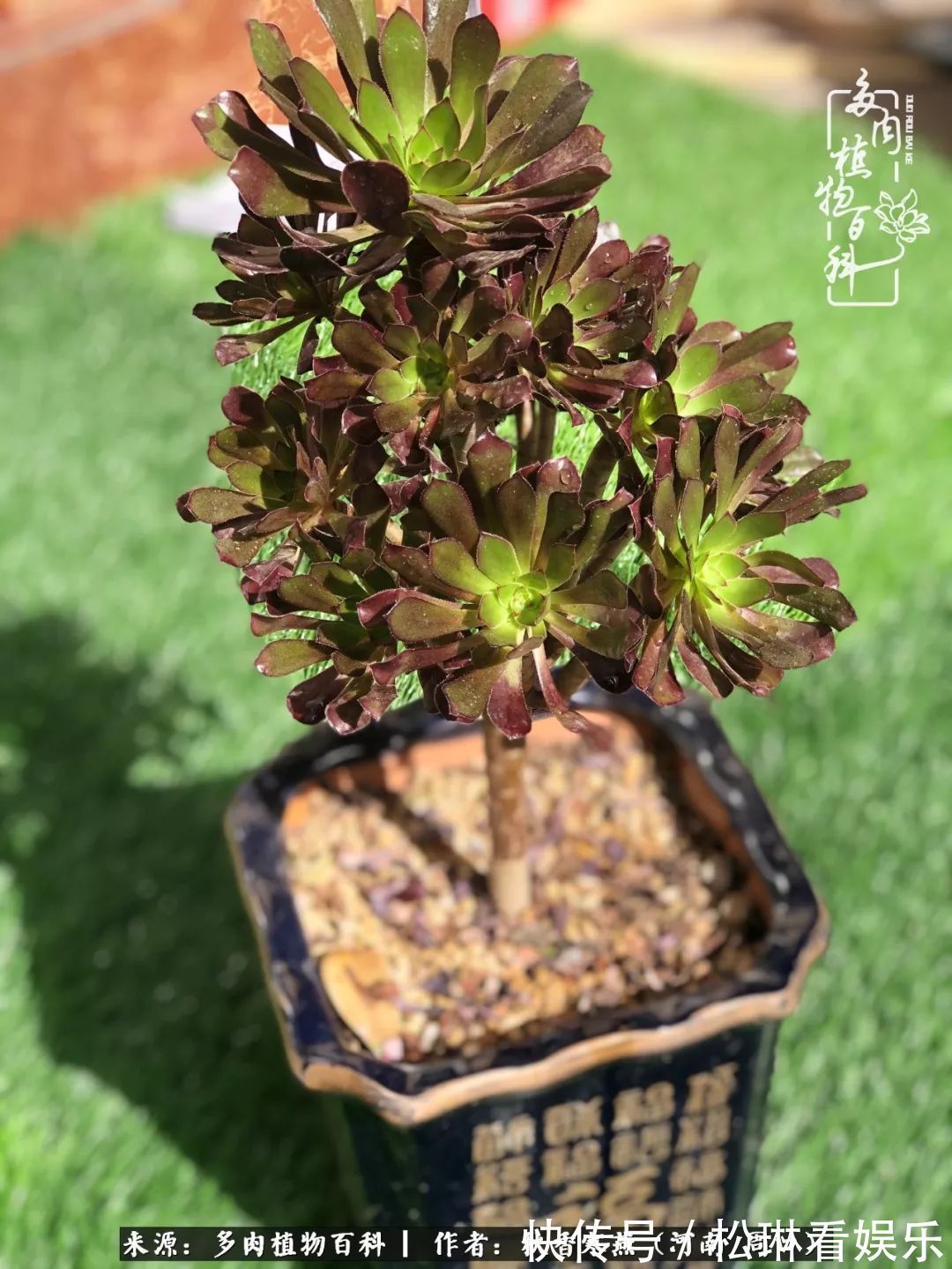 多肉千万种,我独爱法师!爱它的霸气,更爱它的华丽蜕变!