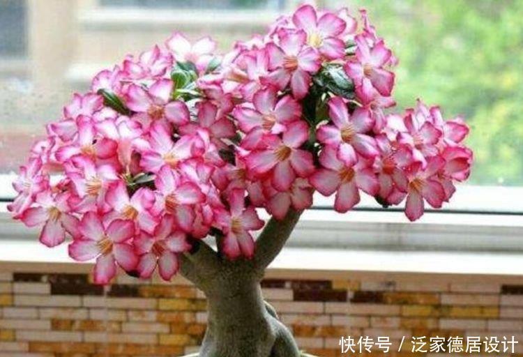 花期|4种花美的出奇,一个月不浇水都能长得好,开花不断!