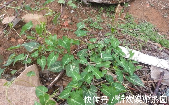 家房|此物便是“何首乌”,请谨记外貌,若出现您家房后,要珍惜