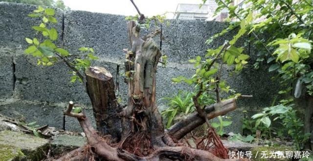  盆景|养3种“盆景树”，值钱又“镇宅”，比牡丹、绿萝好看，也好养！