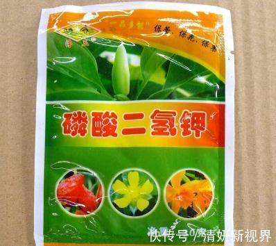 爆盆|让“三角梅”花开爆盆，学会1招“事半功倍”，30天花芽嗖嗖冒