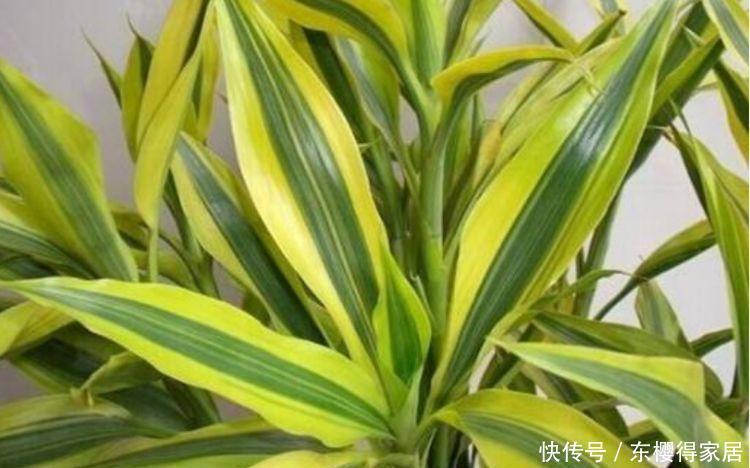 种花|5种花是懒人的最爱,有阳光就爆盆,人见人爱,美不胜收