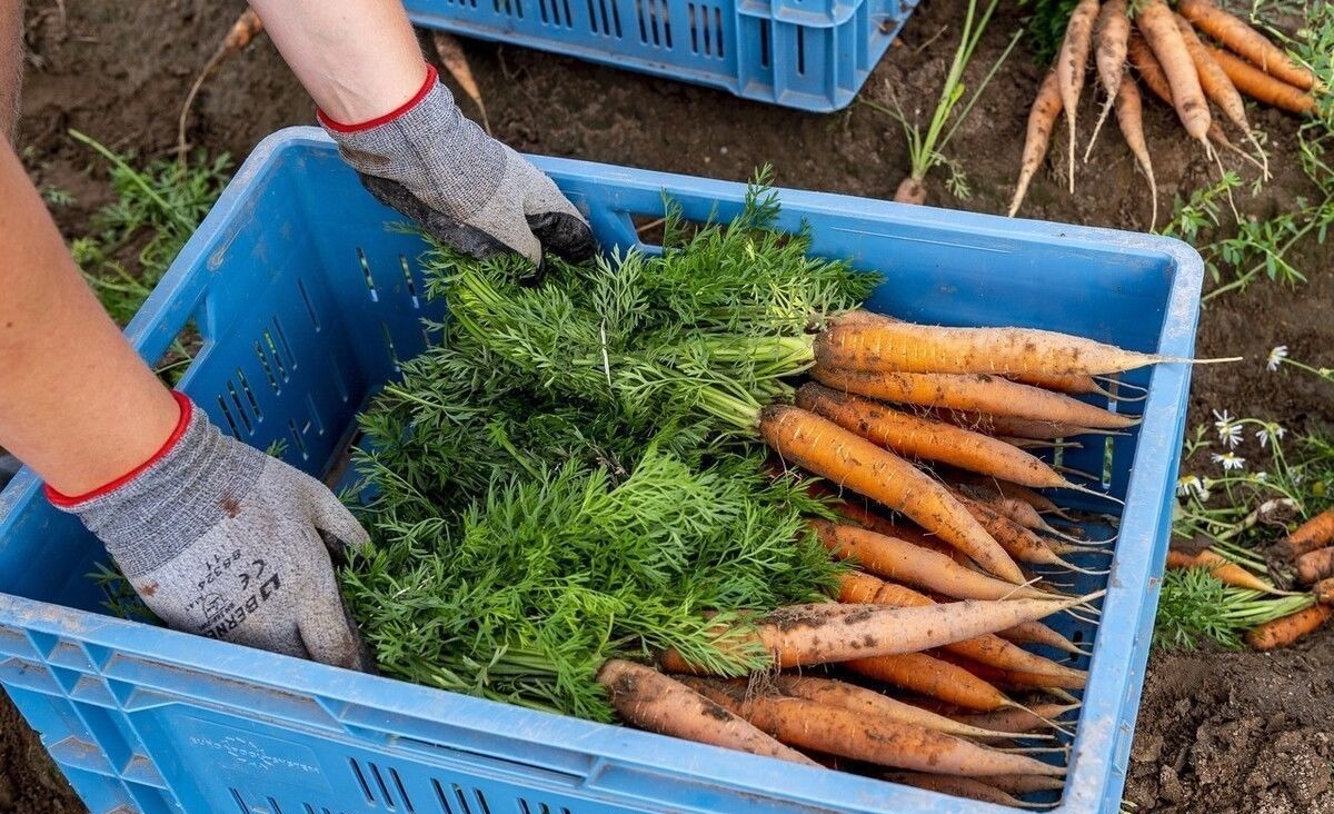 胡萝卜,带泥和干净的选哪种?菜农:很多人买这种,我家从来不吃